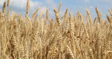 विदिशा में जिले में MSP पर गेहूं उपार्जन में तेजी, एक दिन में 9,355 मीट्रिक टन फसल की हुई रिकॉर्ड खरीद