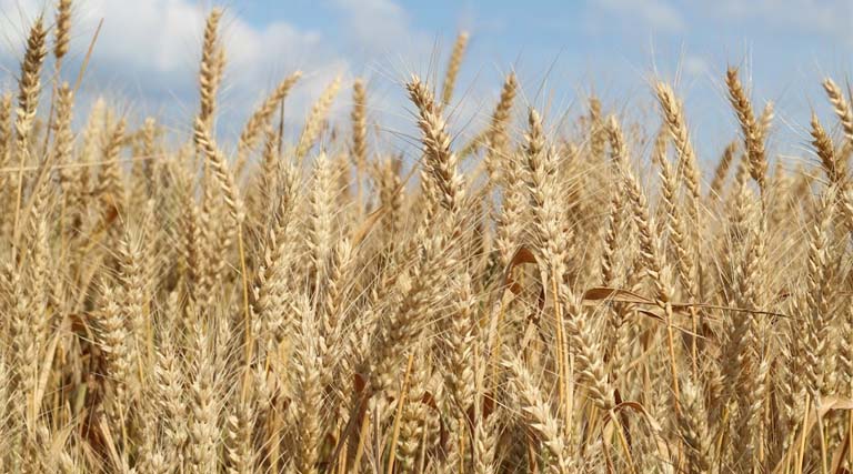 विदिशा में जिले में MSP पर गेहूं उपार्जन में तेजी, एक दिन में 9,355 मीट्रिक टन फसल की हुई रिकॉर्ड खरीद