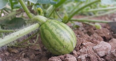 तरबूज-खरबूज फसल पर फल मक्खी कीट का हमला, इन उपायों से बच सकता है भारी नुकसान  