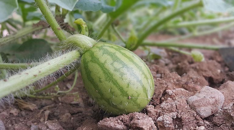 तरबूज-खरबूज फसल पर फल मक्खी कीट का हमला, इन उपायों से बच सकता है भारी नुकसान
