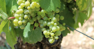 एआरआई- 516: अंगूर की इस वैरायटी को उगा लें किसान, कम समय में मिलेगा बेहतर मुनाफा और उच्च पैदावार  