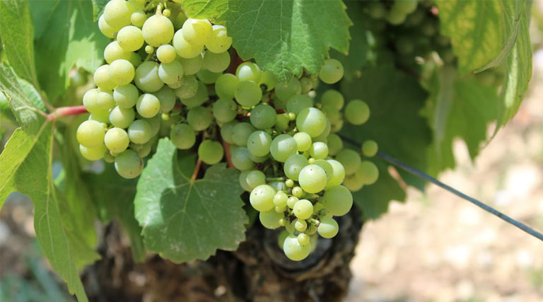 एआरआई- 516: अंगूर की इस वैरायटी को उगा लें किसान, कम समय में मिलेगा बेहतर मुनाफा और उच्च पैदावार