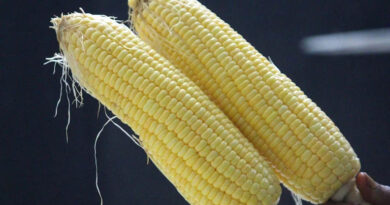 आज का मक्का मंडी रेट (16 अप्रैल 2026)