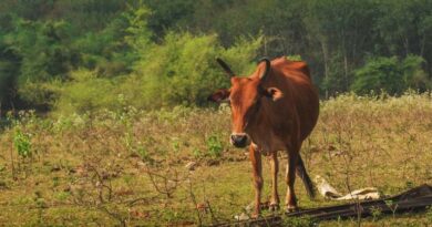 इंदौर में नि:शुल्क पशु स्वास्थ्य शिविर 25 अप्रैल को