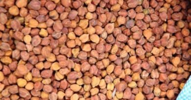 मध्यप्रदेश: विदिशा में चना-मसूर खरीदी तेज, अब तक 25 करोड़ रुपये का भुगतान हुआ  