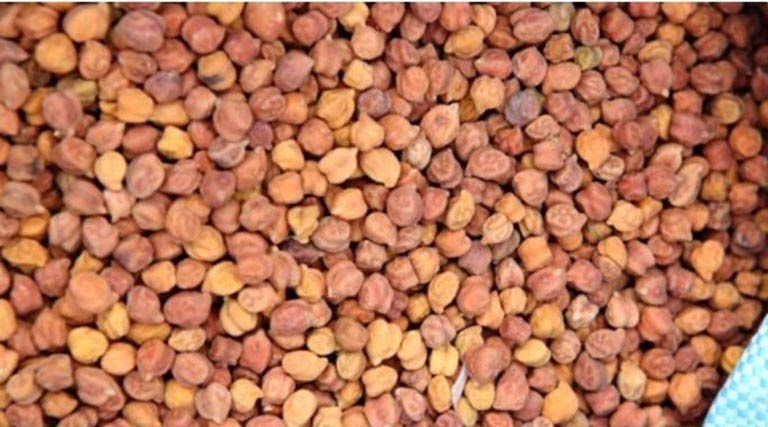 मध्यप्रदेश: विदिशा में चना-मसूर खरीदी तेज, अब तक 25 करोड़ रुपये का भुगतान हुआ  