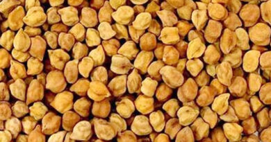 मध्यप्रदेश: चना-मसूर खरीदी के लिए गुणवत्ता मानक तय, किसानों से साफ उपज लाने की अपील  