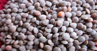  विदिशा जिले में चना एवं मसूर खरीदी का कार्य जारी