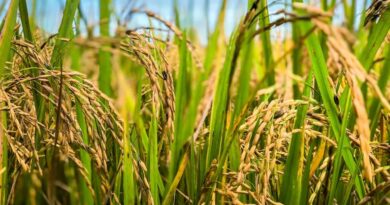 आज का धान मंडी रेट (17 अप्रैल 2026)