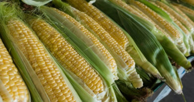 आज का मक्का मंडी रेट (17 अप्रैल 2026)