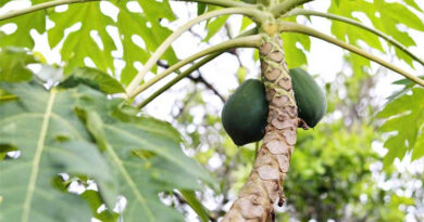 पपीता फसल पर वायरस का हमला, पौधे पीले पड़कर सूख रहे; जानें बचाव के वैज्ञानिक तरीके 