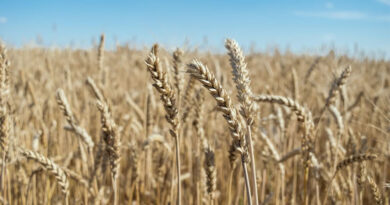 आज का गेहूँ मंडी रेट (17 अप्रैल 2026)