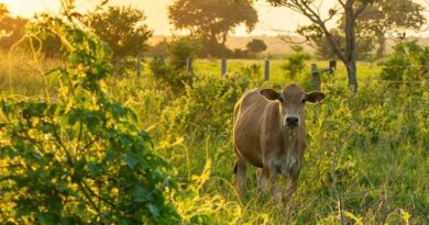 'गोरस मोबाइल ऐप’ से पशुपालकों को मिलेगी जानकारी