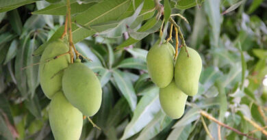 आम किसानों के लिए अलर्ट, थ्रिप्स कीट से फसल को हो सकता है भारी नुकसान; समय रहते करें नियंत्रण