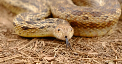 खेतों में अब नहीं होगा सांप का खतरा, ‘किसान मित्र छड़ी’ देगी पहले ही चेतावनी; जानिए कैसे करेगी काम    