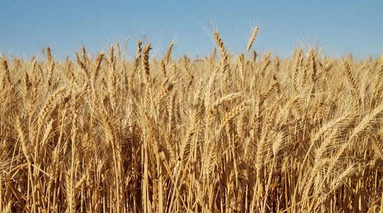 मध्यप्रदेश के किसानों के लिए बड़ी खबर, गेहूं स्लॉट बुकिंग की तारीख बढ़ी; अब 30 अप्रैल तक मौका  