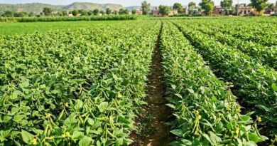 मध्य प्रदेश में मूंग की खेती: प्रमुख रोग एवं उनका वैज्ञानिक प्रबंधन