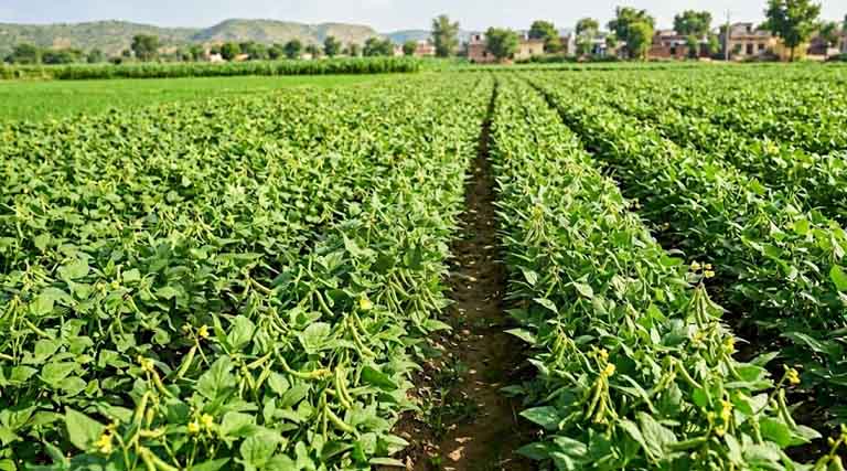 मध्य प्रदेश में मूंग की खेती: प्रमुख रोग एवं उनका वैज्ञानिक प्रबंधन