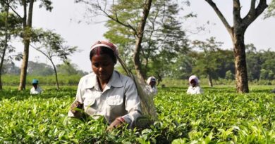 ग्लाइफोसेट के लिए पर्याप्त पेस्ट कंट्रोल ऑपरेटर नहीं, भारत में प्रतिबंधों की फिर होगी समीक्षा