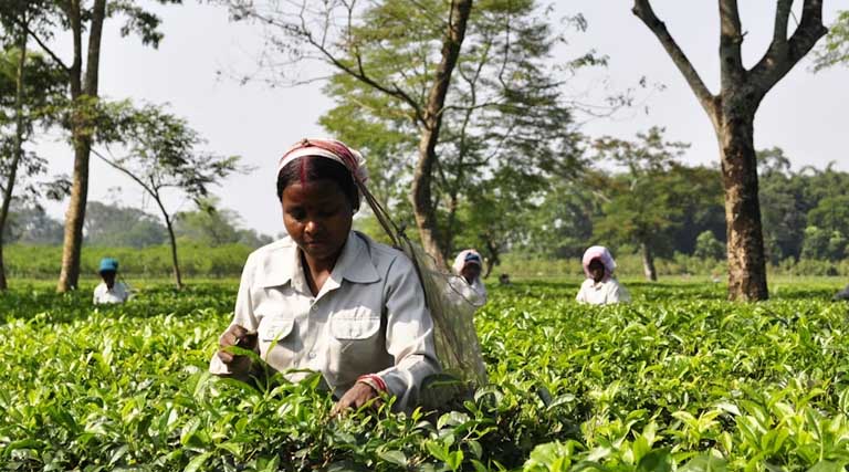 ग्लाइफोसेट के लिए पर्याप्त पेस्ट कंट्रोल ऑपरेटर नहीं, भारत में प्रतिबंधों की फिर होगी समीक्षा