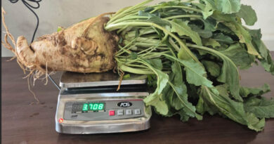 छत्तीसगढ़ में खेती का नया प्रयोग: गन्ने के साथ सफेद चुकंदर की इंटरक्रॉपिंग मॉडल पर रिसर्च, किसानों को मिलेगा फायदा