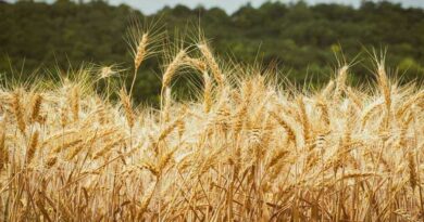 आज का गेहूँ मंडी रेट (18 अप्रैल 2026)