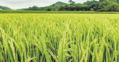 आज का धान मंडी रेट (18 अप्रैल 2026) 