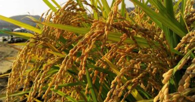 तेलंगाना सरकार ने पैराक्वाट खरपतवारनाशक पर 60 दिन का प्रतिबंध लगाया, किसानों की सुरक्षा को बताया कारण