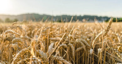 किसानों की सुविधा के लिए उपार्जन केंद्रों में तौल कांटे 4 से बढ़ाकर 6 किए गये