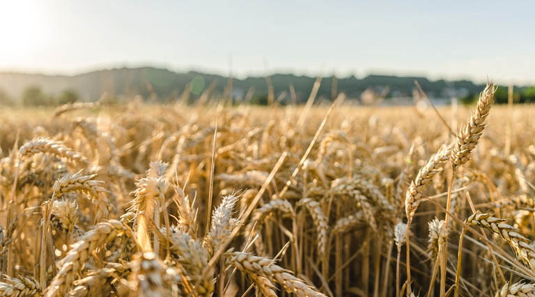 किसानों की सुविधा के लिए उपार्जन केंद्रों में तौल कांटे 4 से बढ़ाकर 6 किए गये