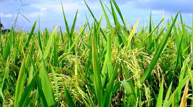 किसानों को खरीफ की तैयारी के लिए कृषि विभाग युद्ध-स्तर पर कर रहा कार्य