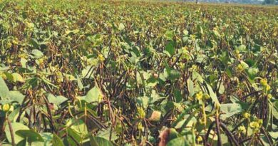 हरदा: ग्रीष्मकालीन मूंग फसल हेतु कृषि विज्ञान केंद्र की सलाह