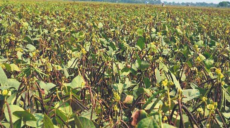 हरदा: ग्रीष्मकालीन मूंग फसल हेतु कृषि विज्ञान केंद्र की सलाह