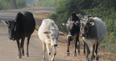 बुरहानपुर: जिला स्तरीय क्षीरधारा ग्राम संयुक्त समन्वय समिति की बैठक संपन्न