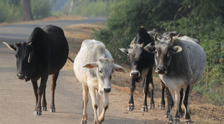 बुरहानपुर: जिला स्तरीय क्षीरधारा ग्राम संयुक्त समन्वय समिति की बैठक संपन्न
