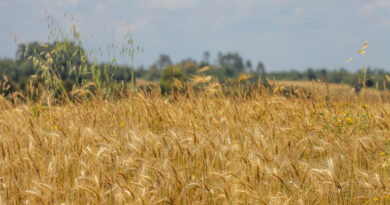 आज का गेहूँ मंडी रेट (20 अप्रैल 2026)