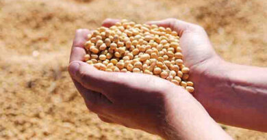 आज का सोयाबीन मंडी रेट (20 अप्रैल 2026) 