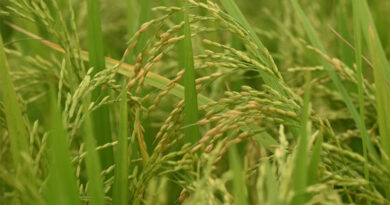 आज का धान मंडी रेट (20 अप्रैल 2026) 