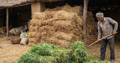 मंदसौर कलेक्टर ने चारा एवं भूसे के निर्यात पर 31 मई तक प्रतिबंध लगाया