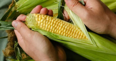 आज का मक्का मंडी रेट (20 अप्रैल 2026)