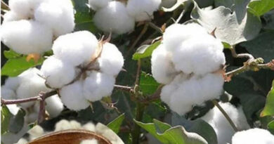 राजस्थान: खरीफ 2026 के लिए बीटी कपास हाइब्रिड बीजों की बिक्री को मिली मंजूरी  