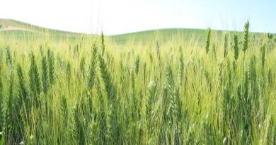 मध्यप्रदेश: विदिशा में रबी उपार्जन को लेकर बैठक, एसडीएम ने व्यवस्थाएं दुरुस्त करने के दिए निर्देश  