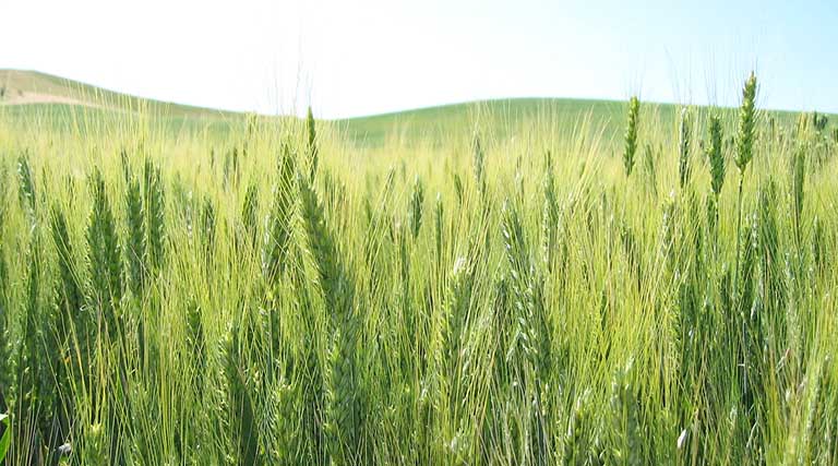 मध्यप्रदेश: विदिशा में रबी उपार्जन को लेकर बैठक, एसडीएम ने व्यवस्थाएं दुरुस्त करने के दिए निर्देश  