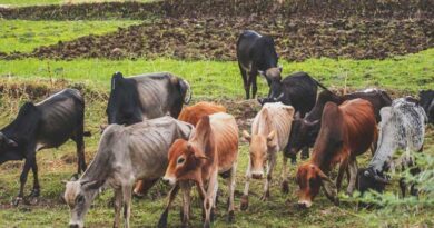 चिलचिलाती गर्मी में पशुओं की देखभाल जरूरी, हीट स्ट्रोक से बचाव के आसान उपाय जानिए  