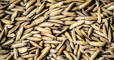 मध्यप्रदेश कृषि विभाग की सख्ती: बिना लाइसेंस धान बीज बिक्री पर कार्रवाई, आरोपी पर FIR दर्ज  