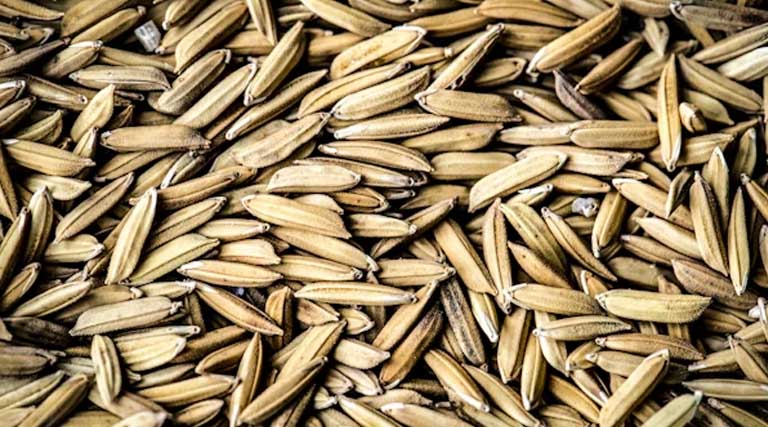 मध्यप्रदेश कृषि विभाग की सख्ती: बिना लाइसेंस धान बीज बिक्री पर कार्रवाई, आरोपी पर FIR दर्ज  