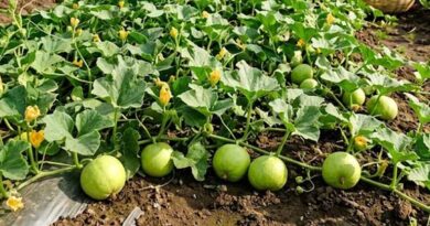 टिंडा की फसल पर मंडराया डाउनी मिल्ड्यू का खतरा, किसान ऐसे करें तुरंत बचाव