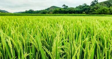 ग्रीष्मकालीन फसलों का बढ़ा रकबा, 69.06 लाख हेक्टेयर तक पहुंची बुवाई; दलहन और मोटे अनाज में भी तेजी