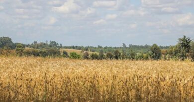 Wheat Export: सरकार का बड़ा फैसला, 25 लाख टन अतिरिक्त गेहूं निर्यात को मंजूरी, किसानों को मिलेगा फायदा  