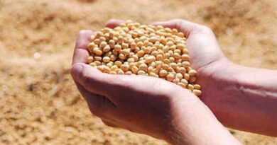 आज का सोयाबीन मंडी रेट (22 अप्रैल 2026)